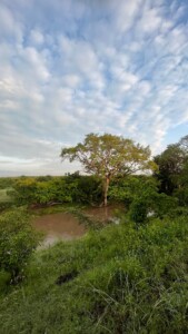 Mara Olimba Tree