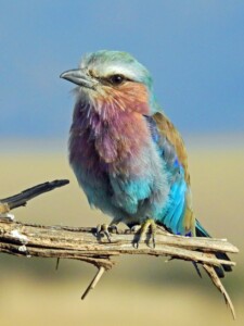 Bird