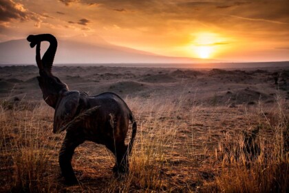 Kilimanjaro View