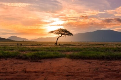 tree