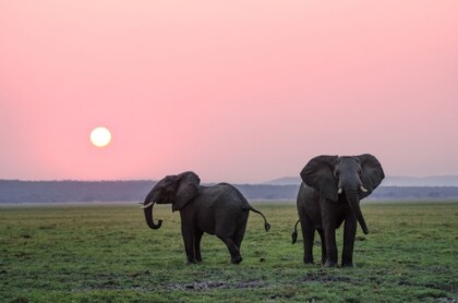 Elephants at dawn