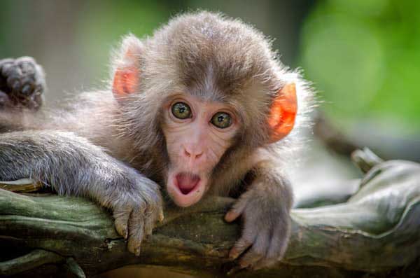 Young Monkey