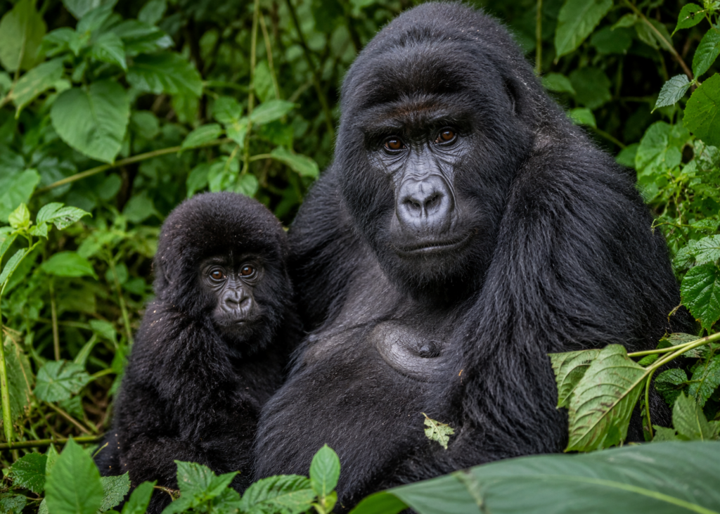 Gorilla trekking tours Rwanda Uganda