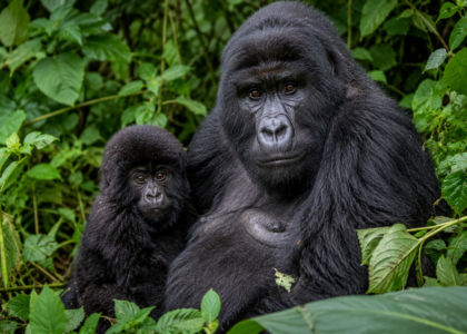 Gorilla trekking tours Rwanda Uganda